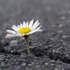 resilient-daisy.jpeg